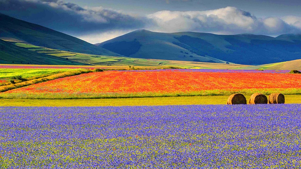 castelluccio-fioritura2