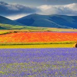 castelluccio-fioritura2