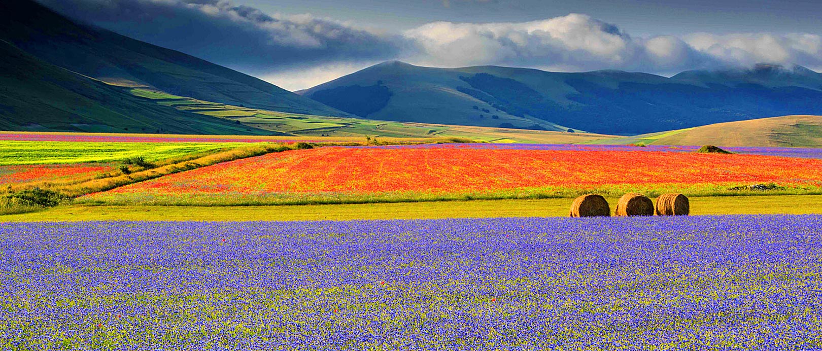 castelluccio-fioritura2